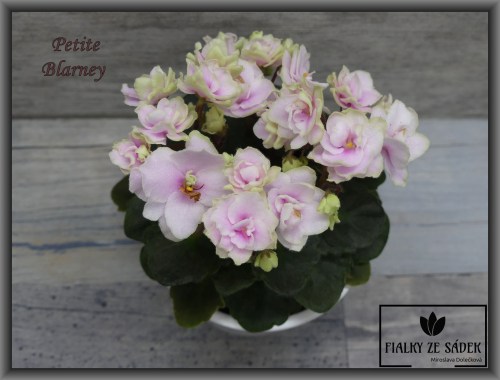 Petite Blarney